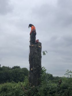 Apprentice