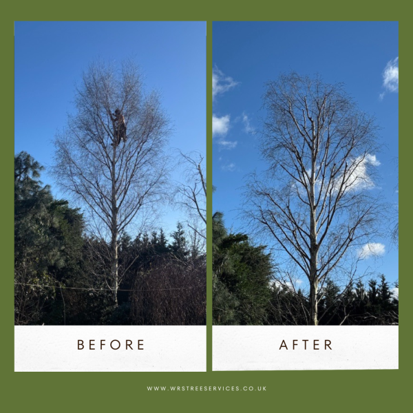 Before and after of a Silver Birch reduction.: Swipe To View More Images