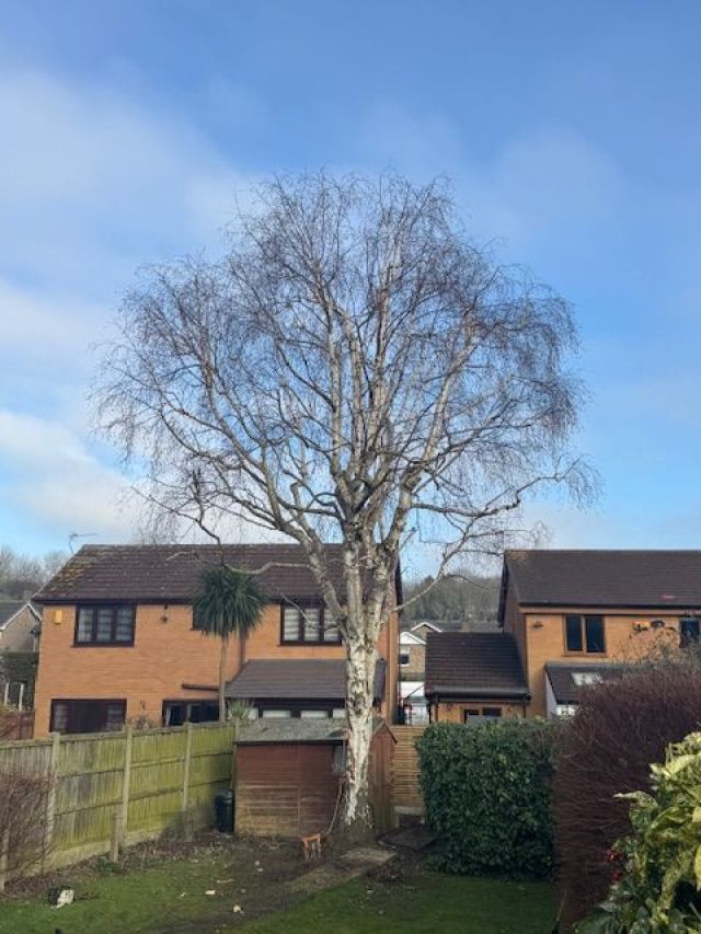 Silver Birch Reduction - After: Swipe To View More Images