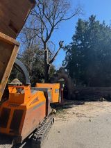 Lime Tree Fell