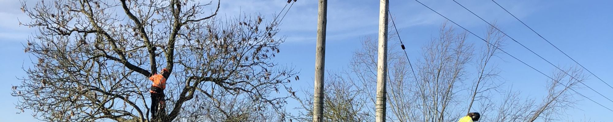 Deadwood Removal